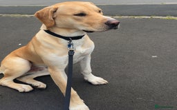 Mixed Breed dogs for sale: 10 month old puppy 🤍 - Advert 2