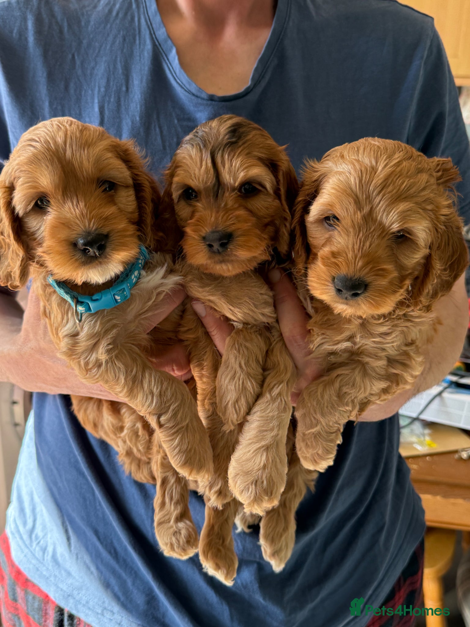 Cockapoo dogs **6 remaining**Cockapoo puppies x8 5boys & 3 girls - Advert 6