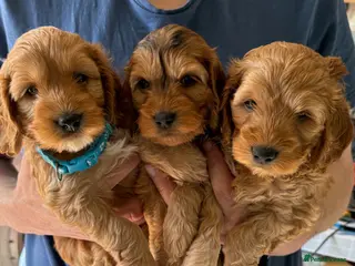 Cockapoo dogs **6 remaining**Cockapoo puppies x8 5boys & 3 girls - Advert 6