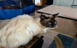 Ragdoll cats for sale: Gorgeous Ragdoll Cross Kittens - Image 2