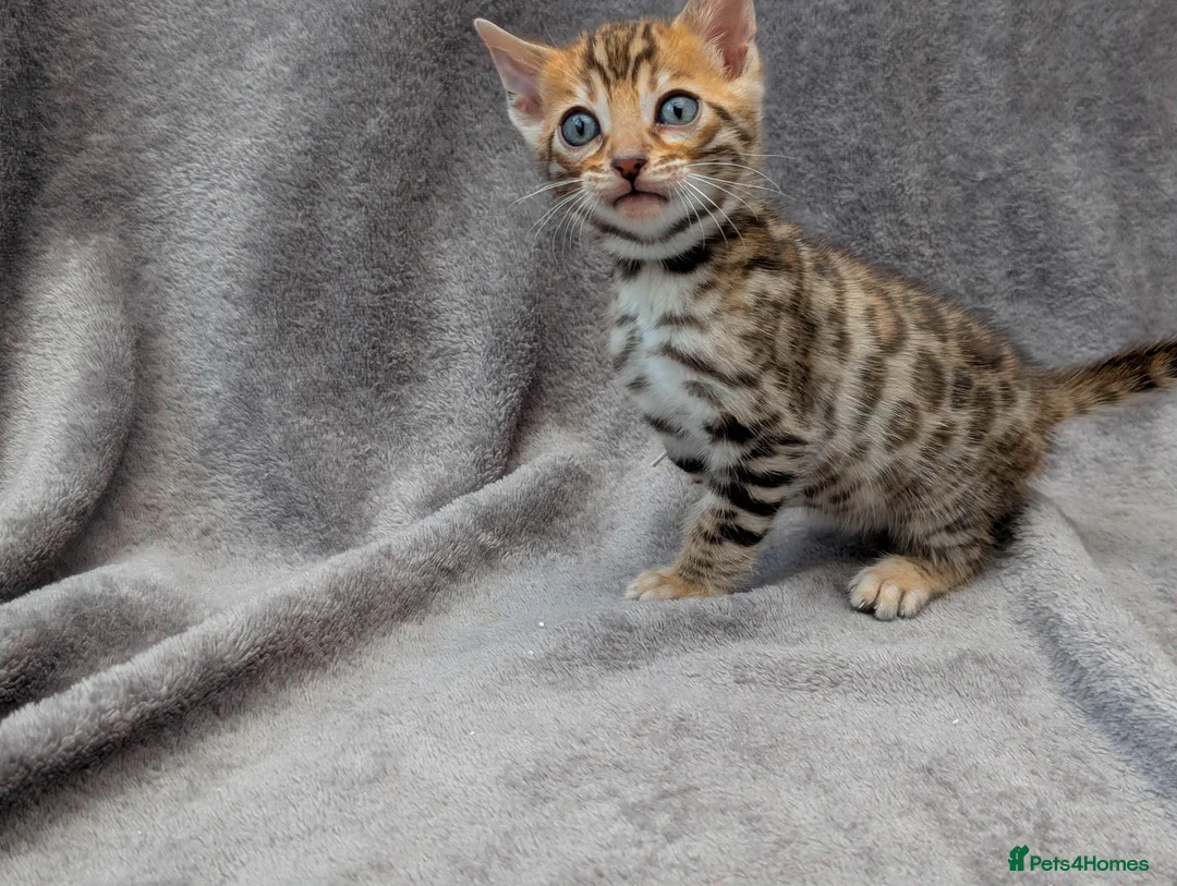 Bengal cats for sale: Gorgeous Pedigree Bengal Kitten - Advert 2
