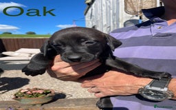 Mixed Breed dogs for sale: Stunning DNA heath test Collie x Hungarian Viszla - Image 18
