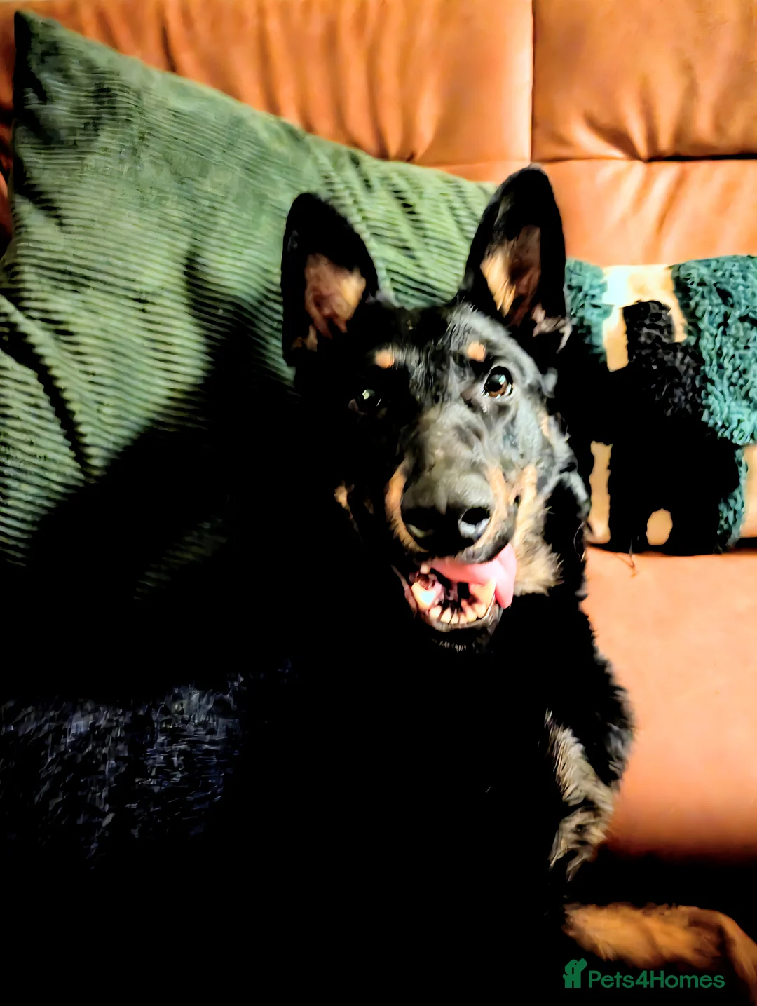 German Shepherd dogs for sale: 4 Year old female german shepherd  - Advert 5