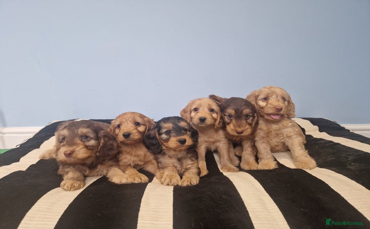 Cockapoo dogs - Advert 3