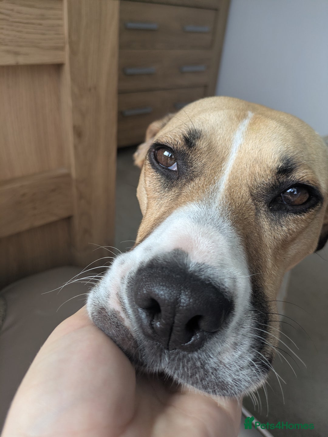 Mixed Breed dogs for sale: Beautiful and loving Cretan Hound cross  - Image 3