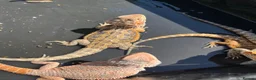 Bearded Dragon reptiles for sale: Bearded dragon babies red hypo  - Advert 5