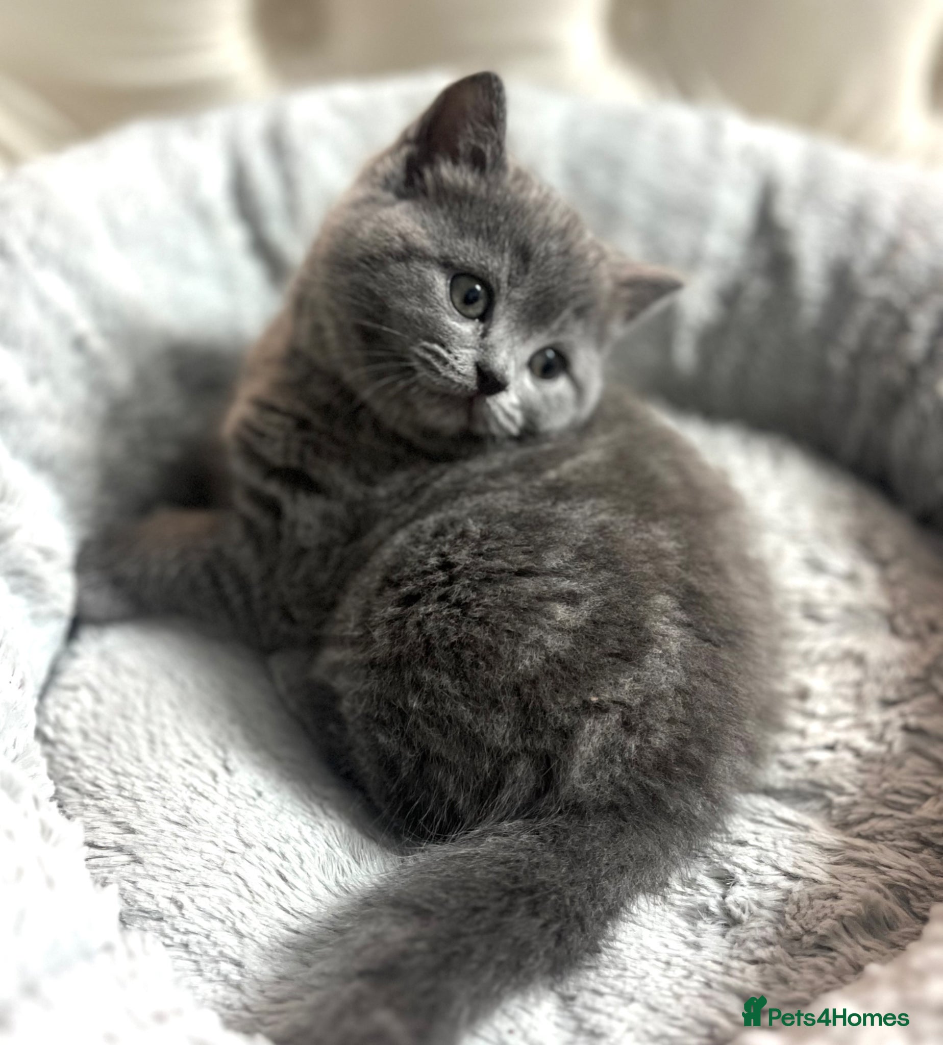 Scottish Fold cats Scottish fold/straight kittens  - Advert 1