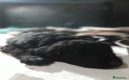 Labradoodle dogs for sale: Labradoodle double doodle pups ready 9th November  - Image 3