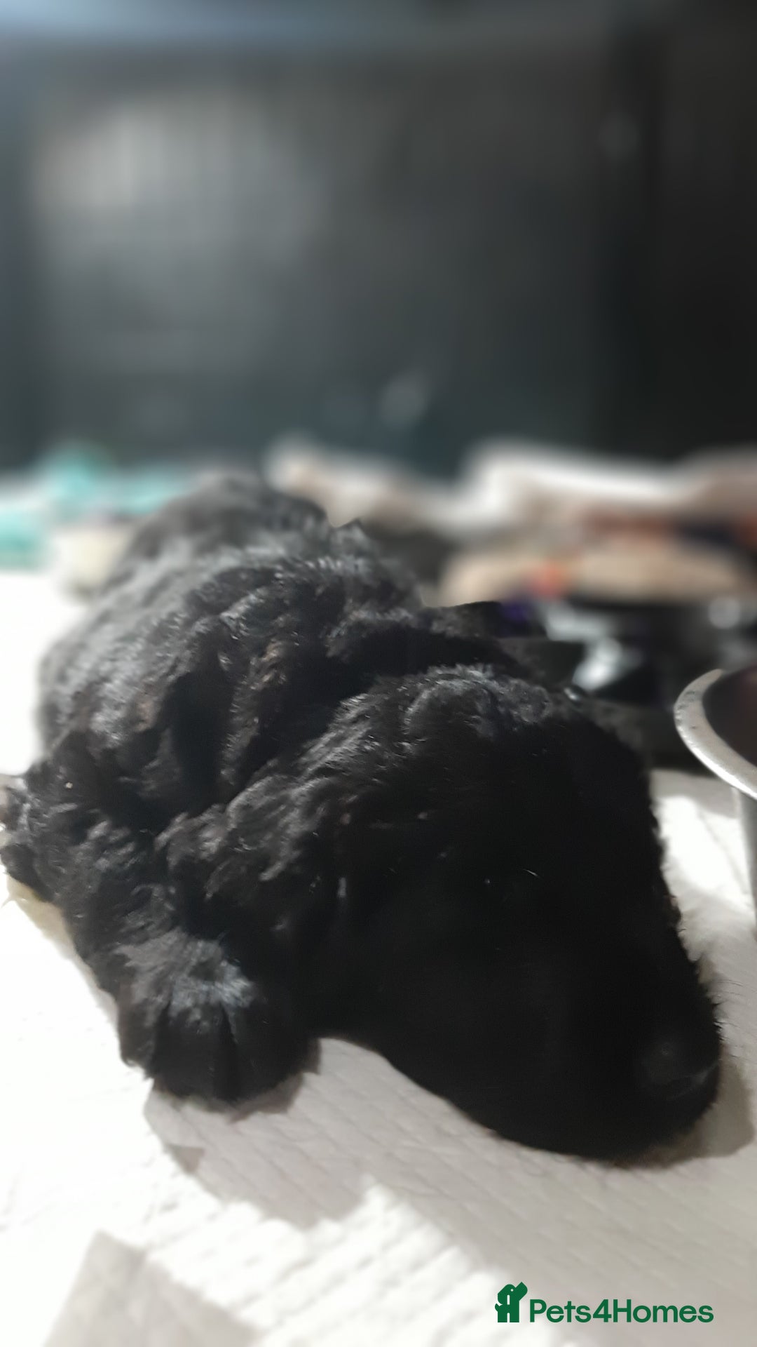 Labradoodle dogs for sale: Labradoodle double doodle pups ready 9th November  - Image 3