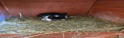 Netherland Dwarf rabbits for sale: Neatherland dwarf bucks in Llandeilo - Advert 6