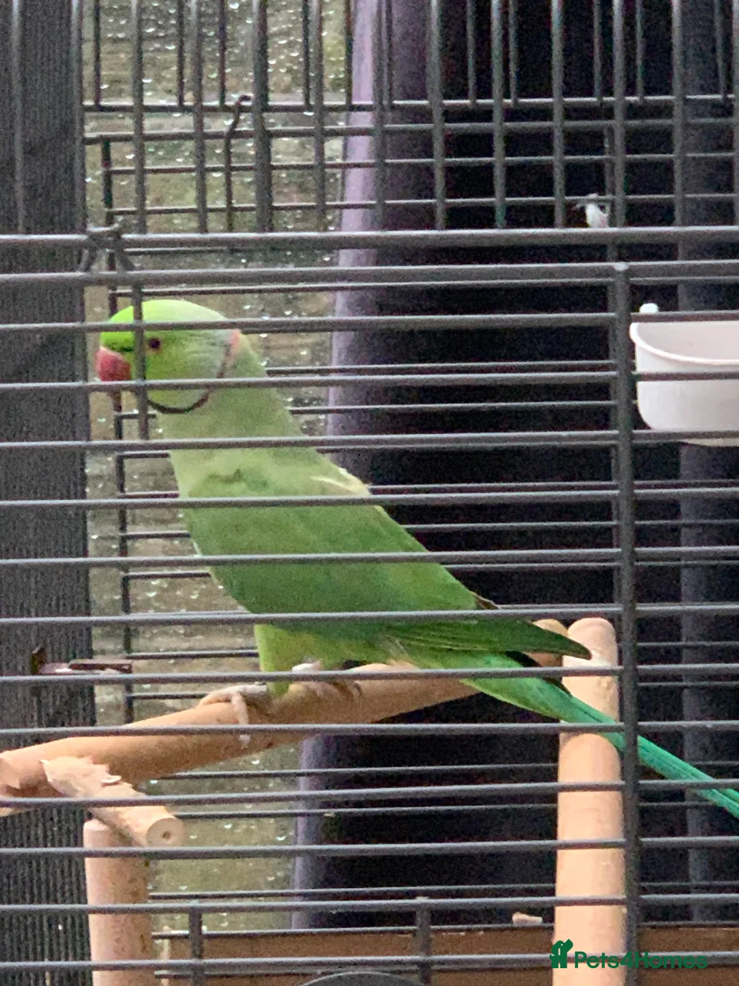 Parrots birds for sale: Indian ringneck parrot with cage and accessories  - Advert 1