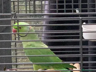 Parrots birds Indian ringneck parrot with cage and accessories - Advert 2