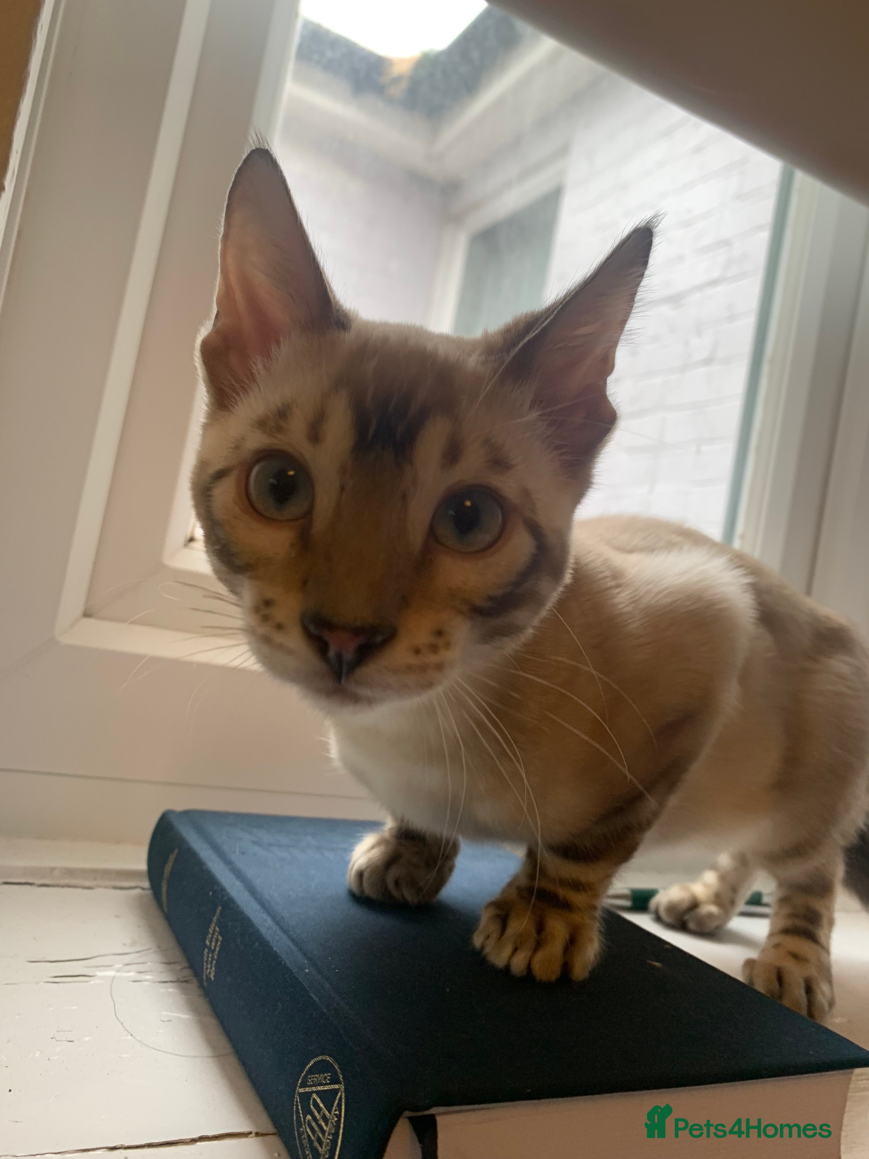 Bengal cats Male bengal 7 months  - Advert 1