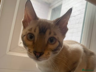 Bengal cats Male bengal 7 months - Advert 8