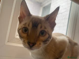 Bengal cats Male bengal 7 months - Advert 5