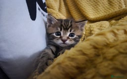 Maine Coon cats for sale: Maine coon x for sale - Advert 3