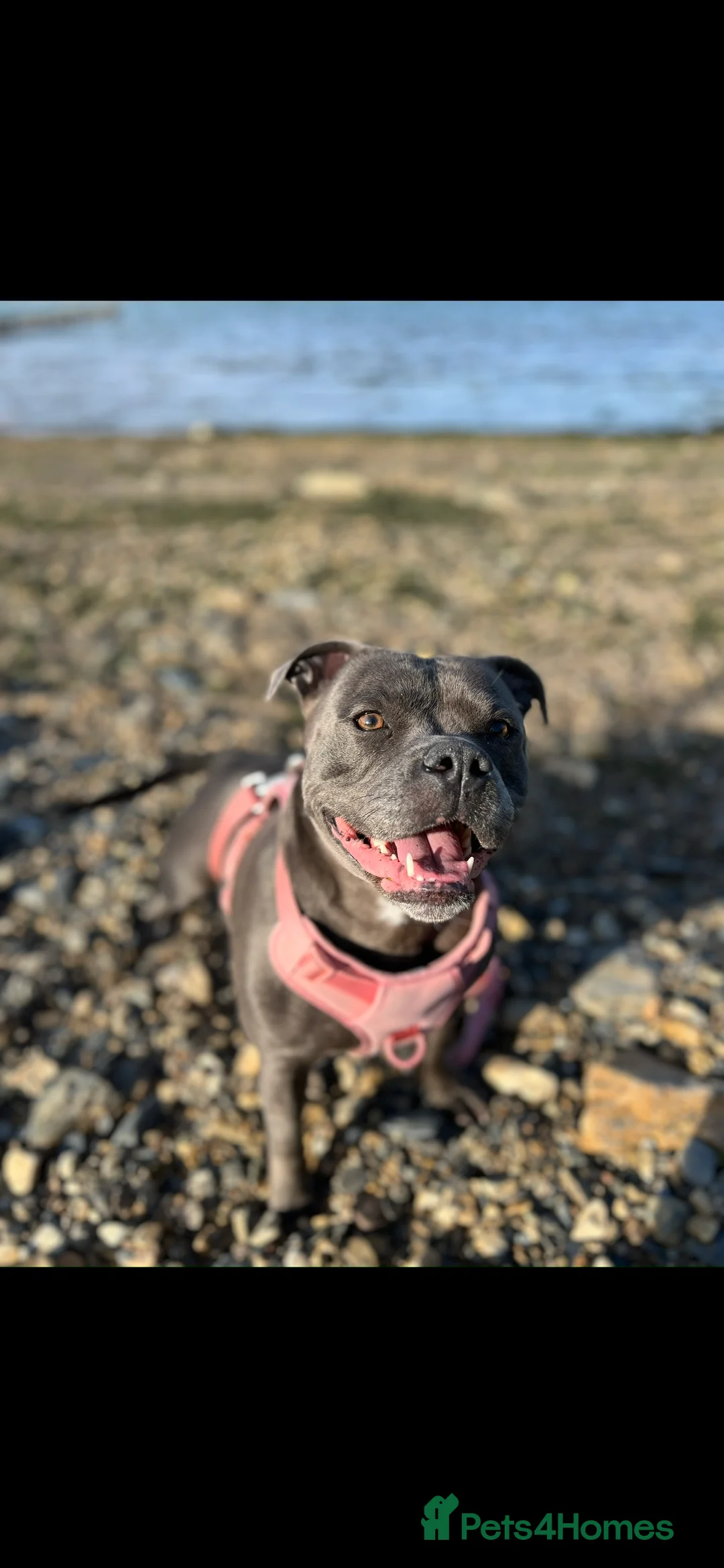 Staffordshire Bull Terrier dogs for sale: ONE GORGEOUS PURE BLUE BOY AVAILABLE  - Advert 8