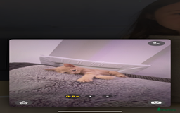 American Wirehair cats for sale: 2 month ginger male kitten - Image 3