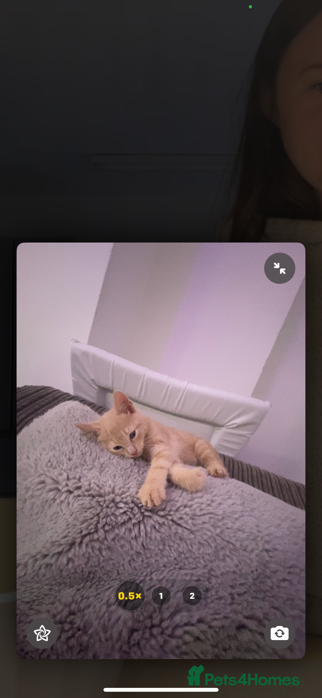 American Wirehair cats for sale: 2 month ginger male kitten - Image 3