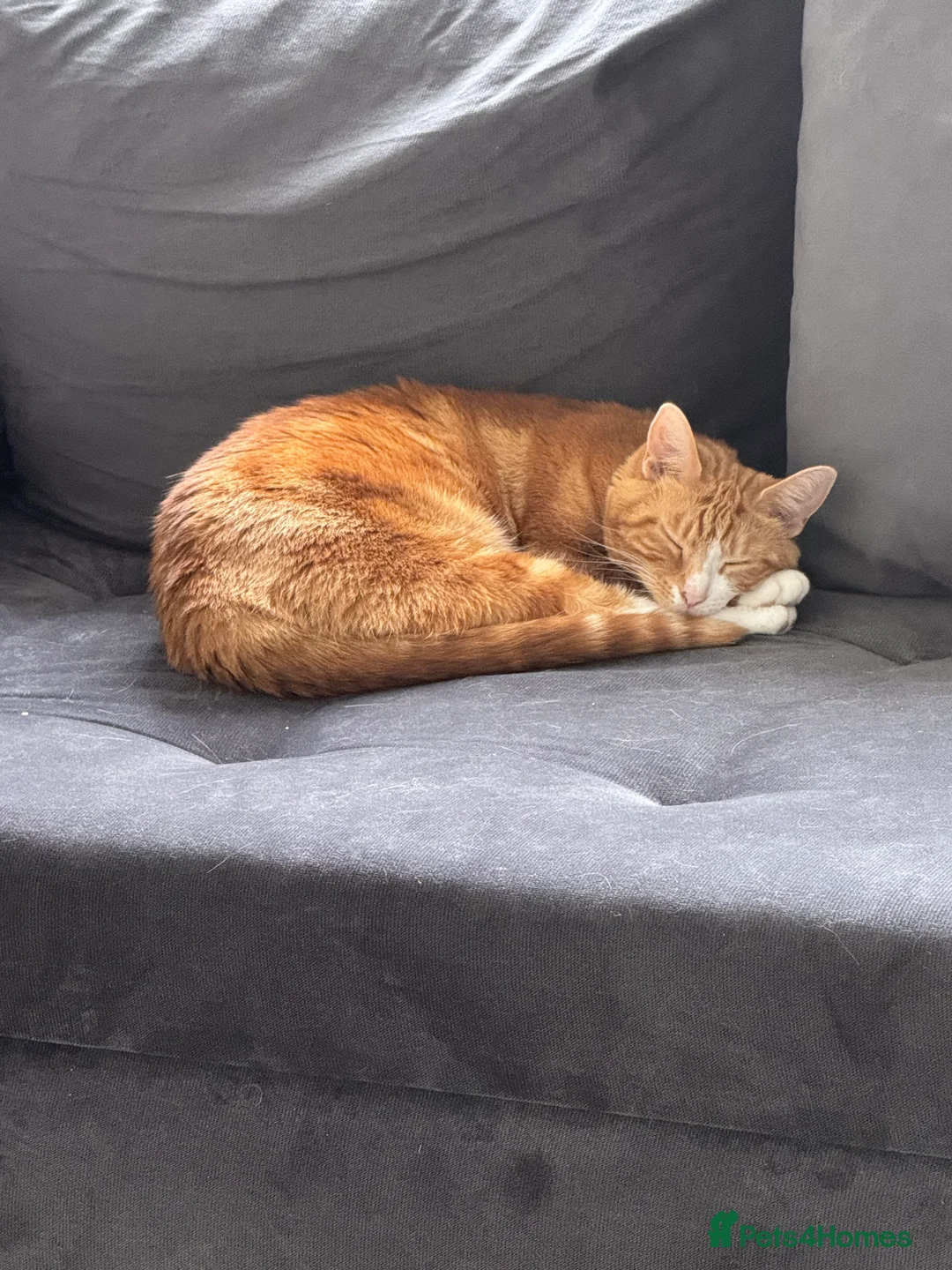 Mixed Breed cats for sale: Marla cat she’s 3 not 2 I can’t change  - Advert 3