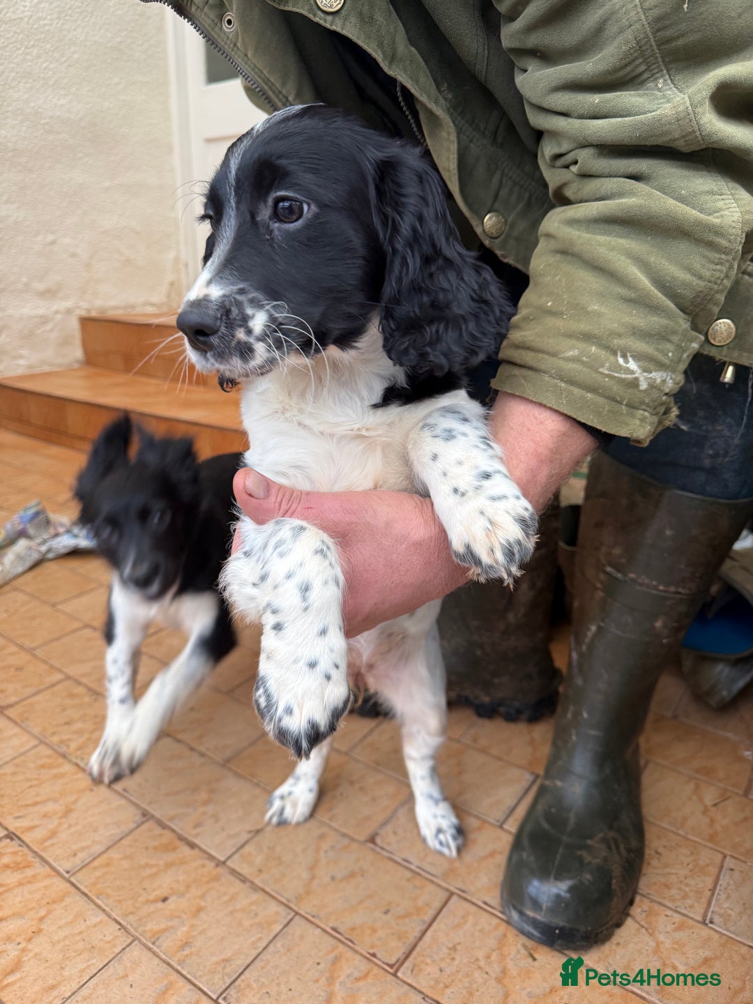 Sprocker dogs for sale: 2 sprockers available  - Advert 2