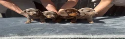 Miniature Dachshund dogs for sale: Miniature Dachshunds - Advert 2