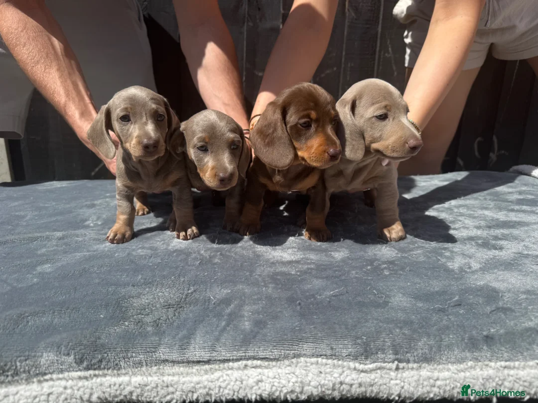 Miniature Dachshund dogs for sale: Miniature Dachshunds - Advert 2