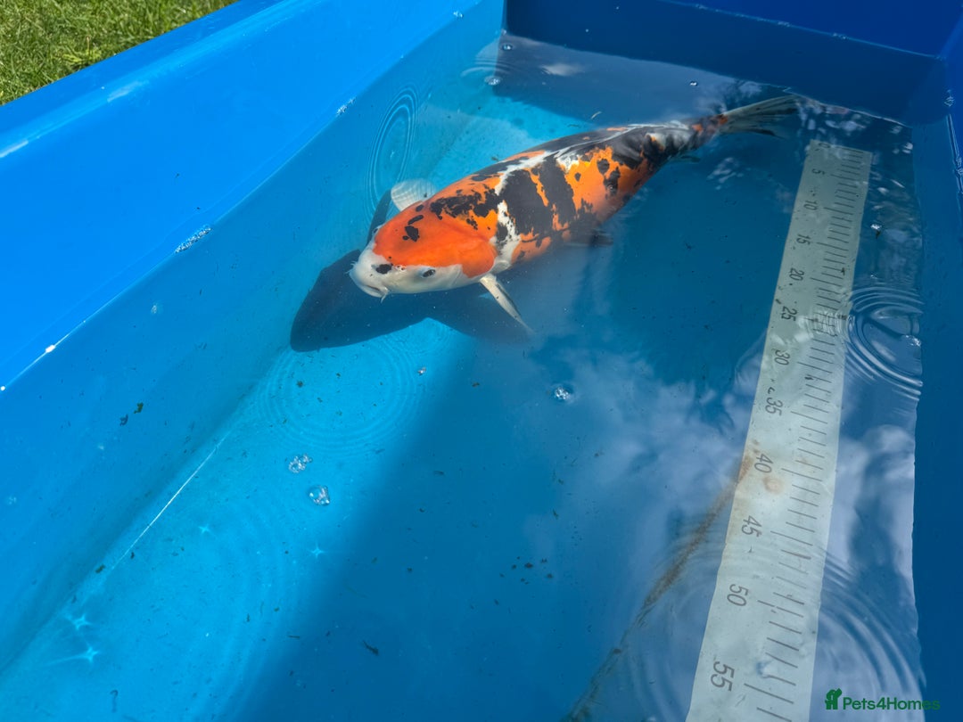 Koi Carp fish for sale: Various koi carp for sale  - Image 29