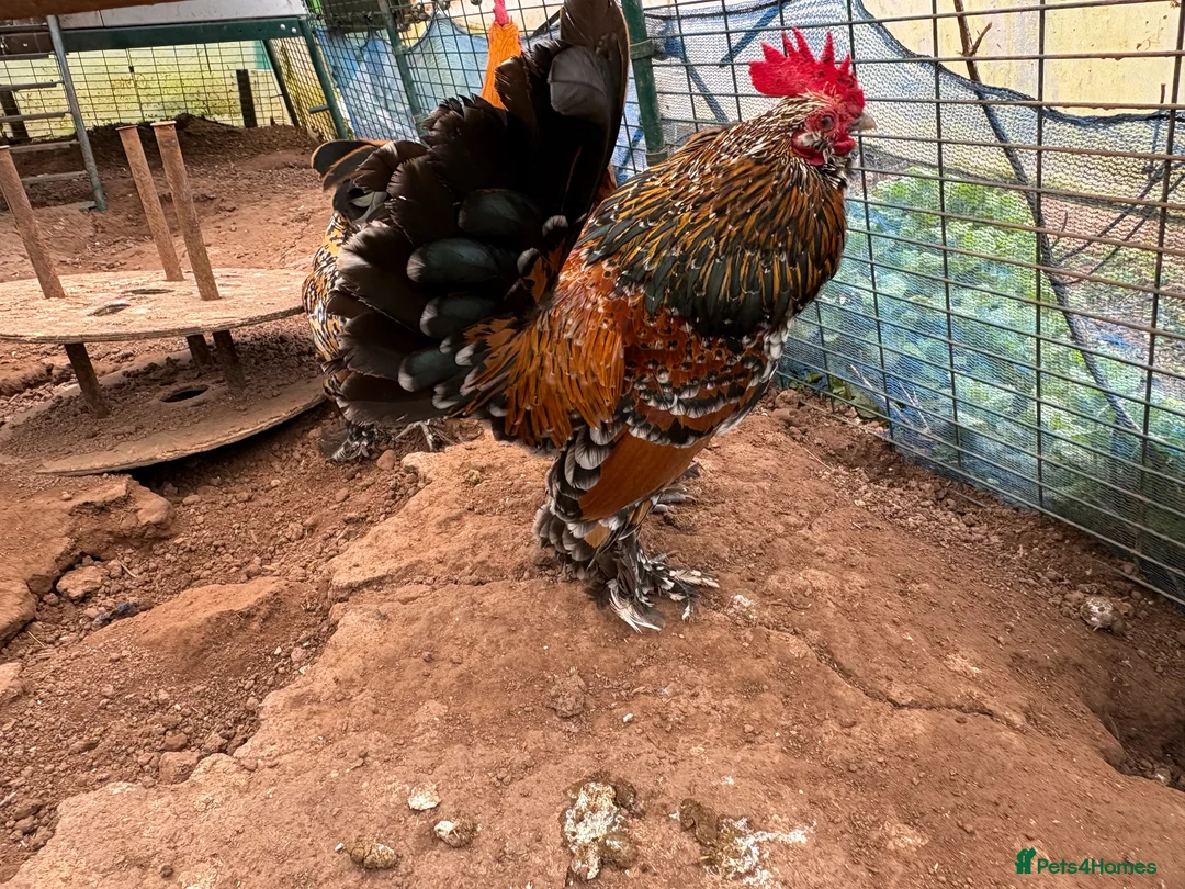 Chickens poultry for sale: Barbu d’Uccle Bantam Trio ( 2 hens 1 cockerel - Advert 4