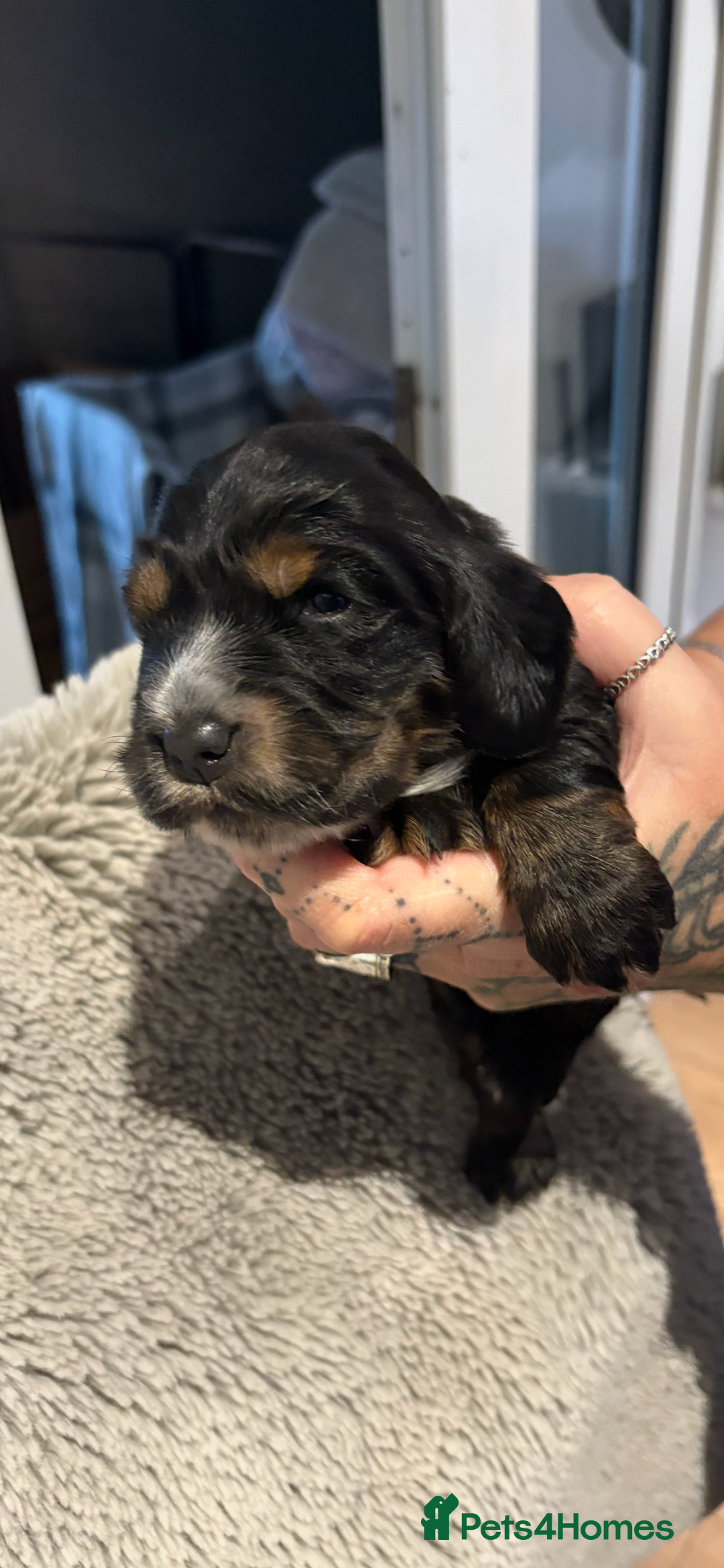 Cocker Spaniel dogs for sale: Stunning kc registered show cocker spaniels  - Advert 6