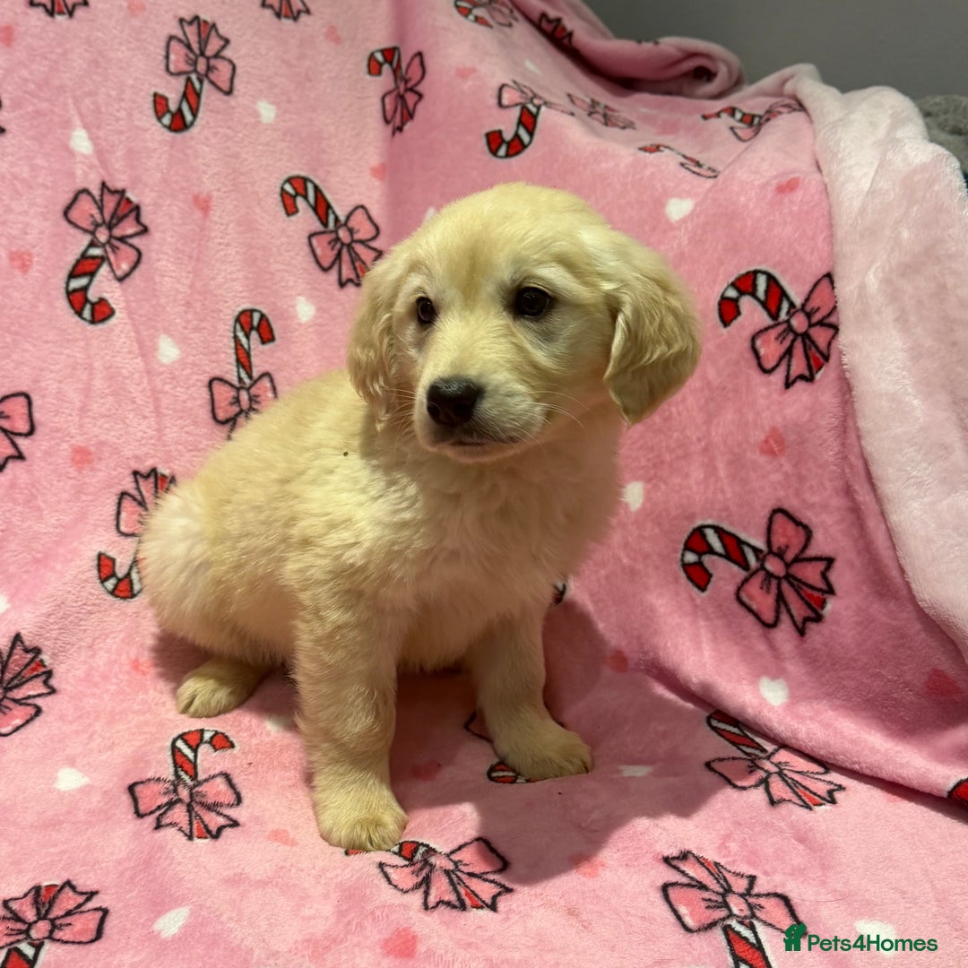 Golden Retriever dogs for sale: Stunning golden retriever pups  - Advert 5