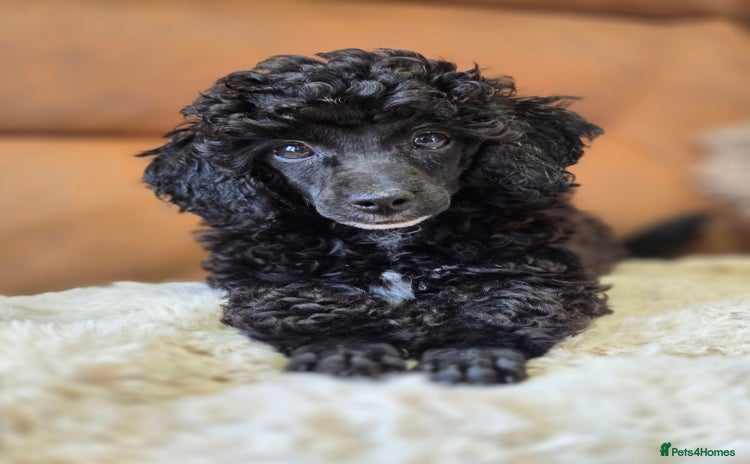 Toy Poodle dogs - Advert 3