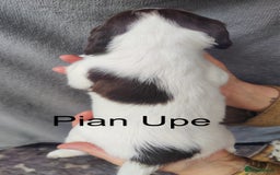 English Springer Spaniel dogs for sale: Highest Quality 8 DNA tested CLEAR KC reg puppies - Image 14