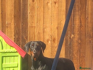 Dobermann dogs - Advert 3