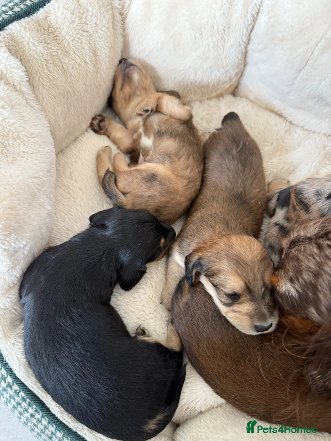 Miniature Dachshund dogs for sale: Long Haired Miniature Dachshund Puppies - Advert 2