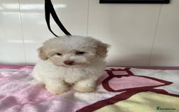 Toy Poodle dogs for sale: Toy poodle puppies - Image 5