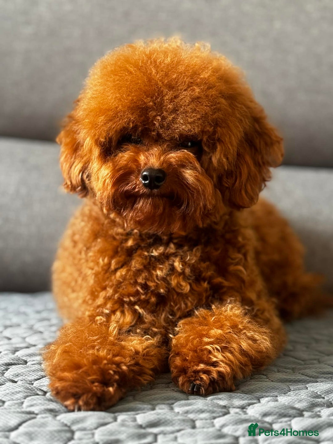 Toy Poodle dogs for sale: Asian Toy Poodle - Advert 8