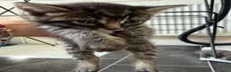 Mixed Breed cats for sale: Tabby and blue kittens - Advert 4