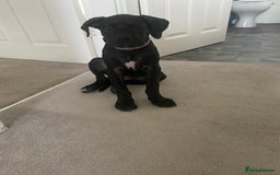 Cane Corso dogs for sale: Luna cane corso  - Image 4