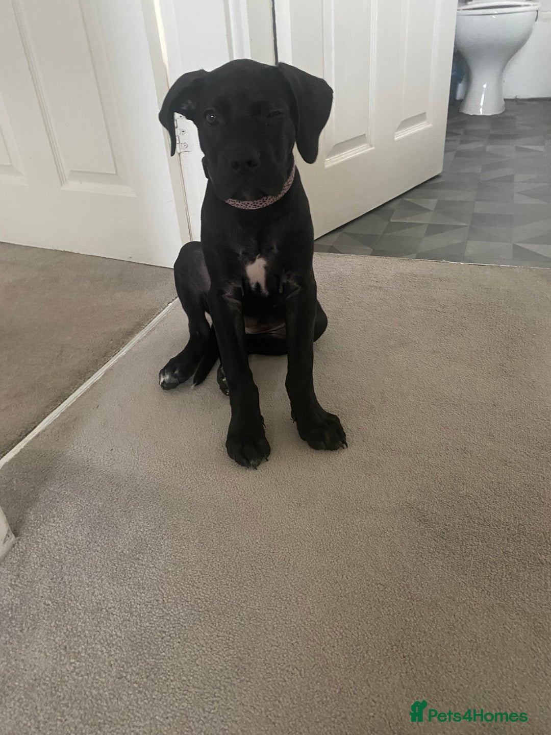 Cane Corso dogs for sale: Luna cane corso  - Image 4