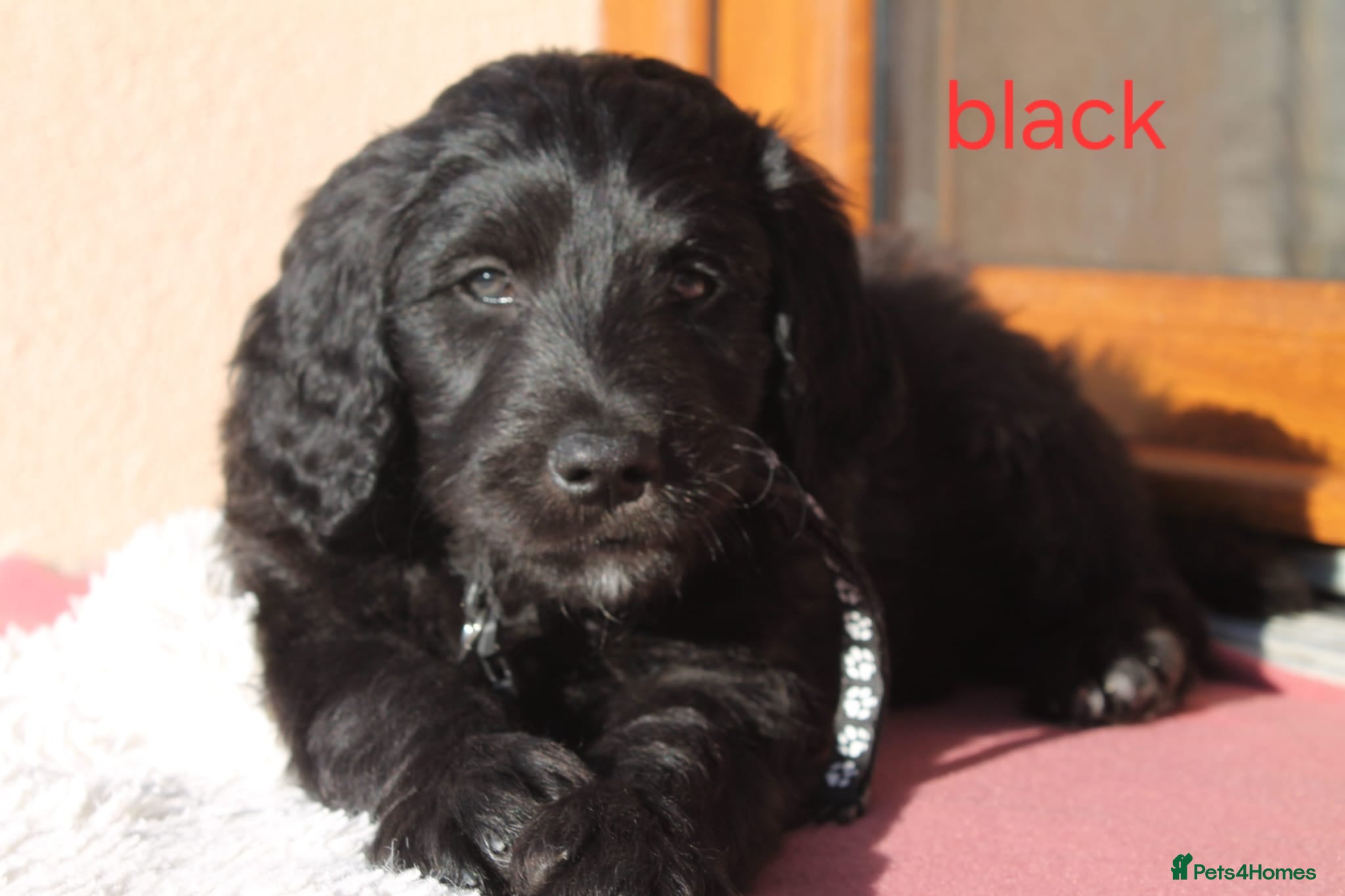 Goldendoodle dogs F1B Goldendoodle pupies - Advert 2