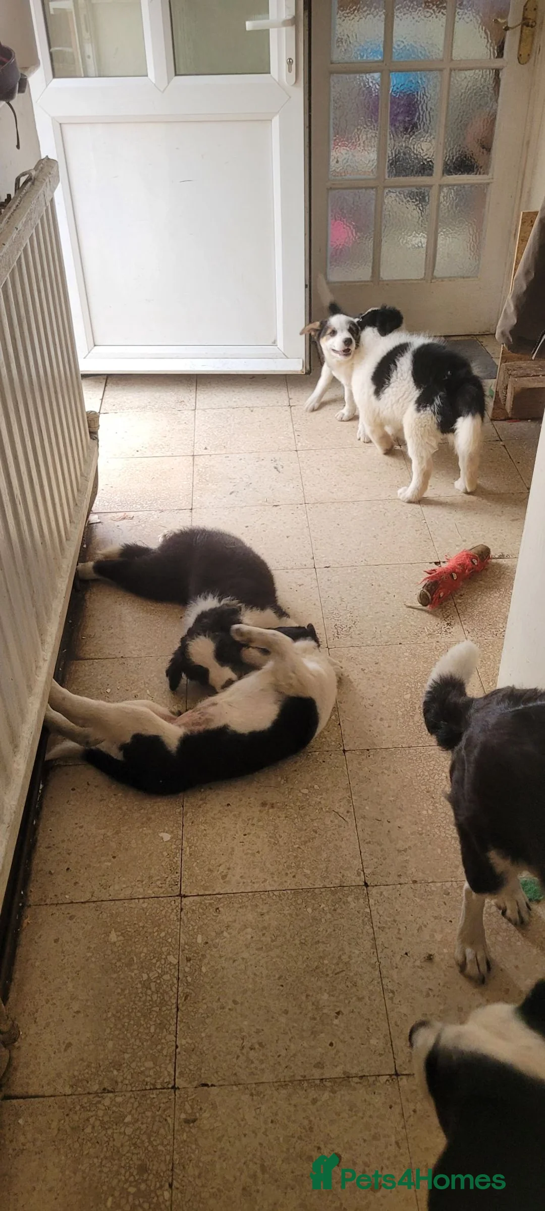 Mixed Breed dogs for sale: Welsh x border *2x girls remaining* in Cambridge - Advert 11