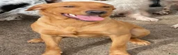 Labrador Retriever dogs for sale: STUNNING FOX RED PUPPIES - Advert 4