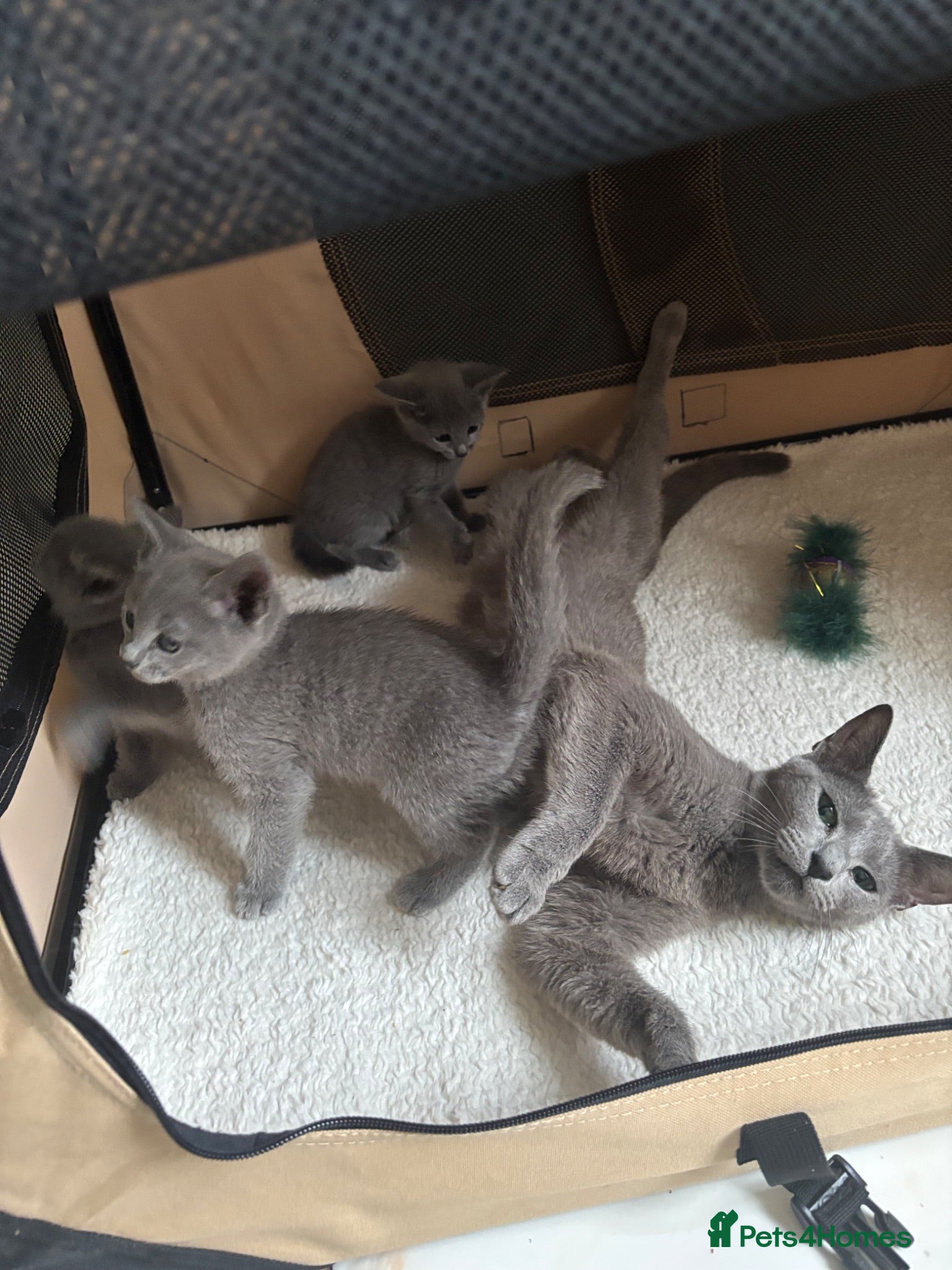 Russian Blue cats TICA PURE PEDIGREE RUSSIAN BLUE KITTENS  - Advert 2
