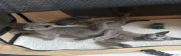 Russian Blue cats for sale: TICA PURE PEDIGREE RUSSIAN BLUE KITTENS  - Advert 5