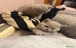 British Shorthair cats for sale: Lilac British shorthairs champion lines  - Image 13