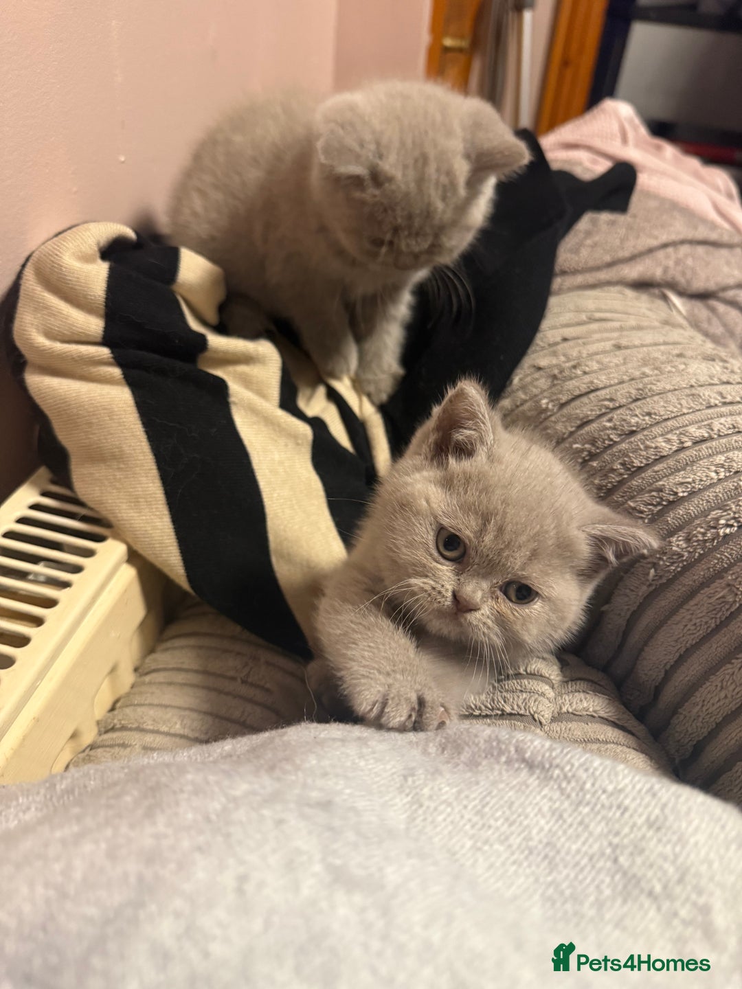 British Shorthair cats for sale: Lilac British shorthairs champion lines  - Image 13