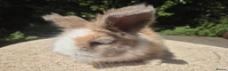 Angora rabbits for sale: 🩷 FULL FACE ANGORA BABIES- PARENTS FROM🇫🇷 - Advert 5