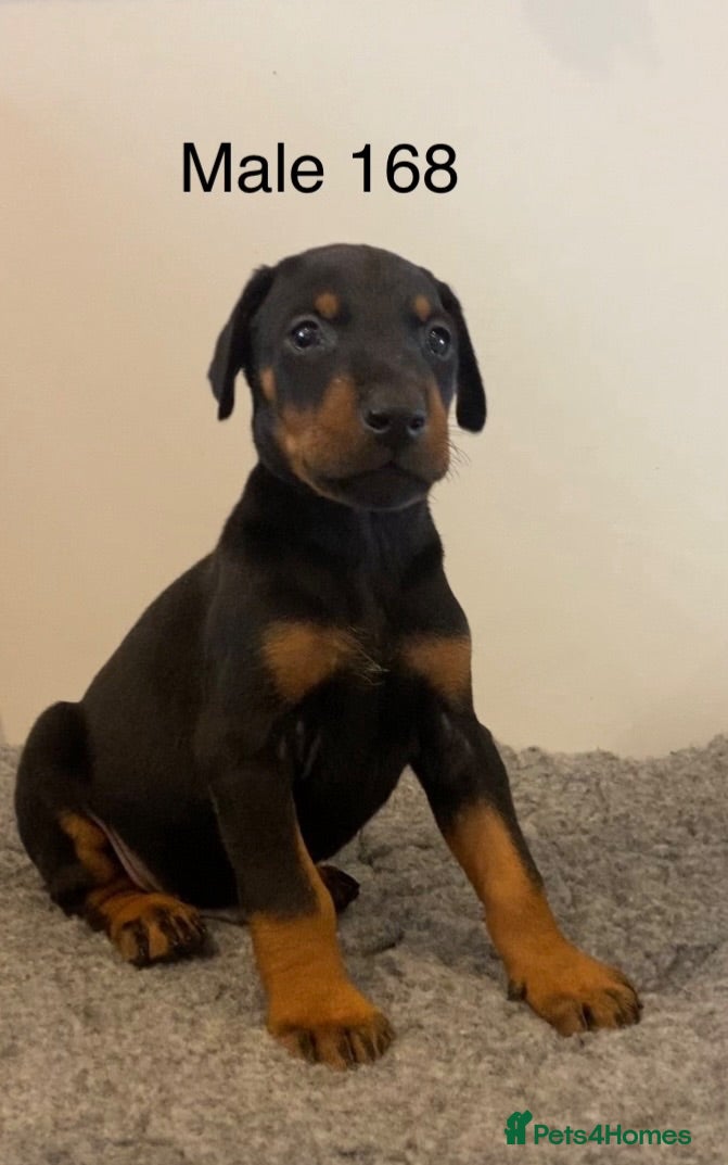 Dobermann dogs Champion and working lines KC Doberman litter - Advert 1