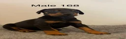 Dobermann dogs for sale: Champion and working lines KC Doberman litter - Advert 1